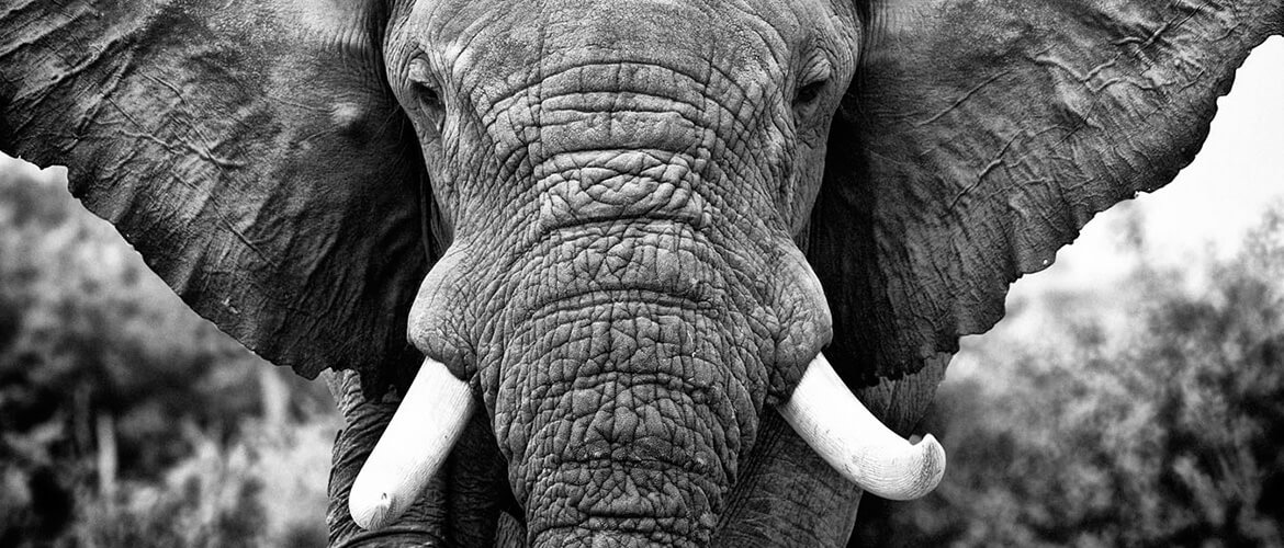 kp_panasonic_header2